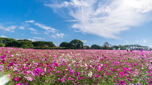 Purple flowering plants on field against sky