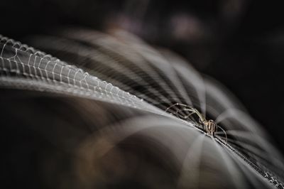 Macro shot of spider nnd nest