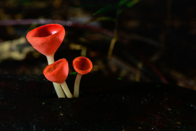 Close-up of red mushrooms growing on plant