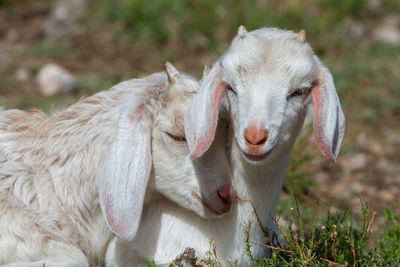 Close-up of goats resting on field