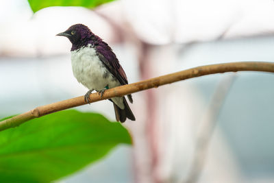 Close-up of bird perching on branch