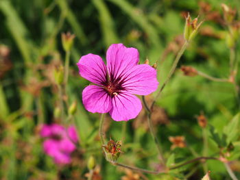 Close-up of pink flowering plant