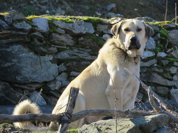 Dog looking away