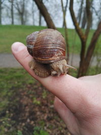 Close-up of cropped hand holding snail