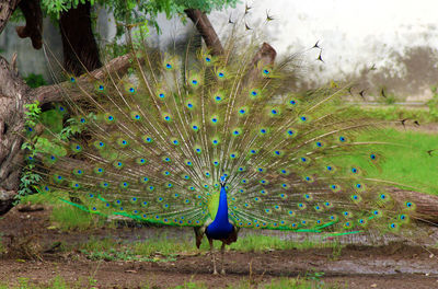 Peacock on a field