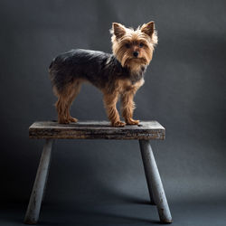 Portrait of yorkshire terrier on table against black background