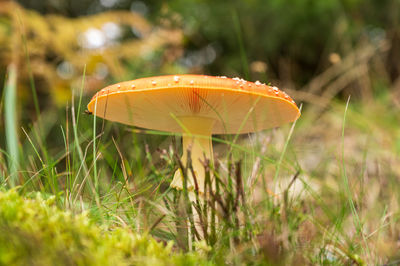 Close-up of mushroom growing on field