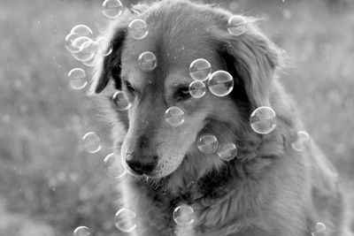 Close-up portrait of dog in water