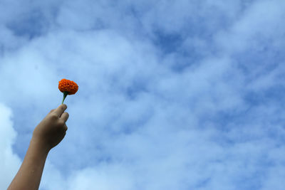 Low angle view of hand holding orange marigold flower against blue sky. 