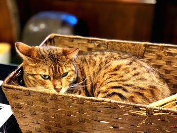 Cat lying in basket