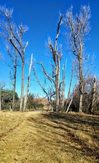 Bare trees on landscape against blue sky
