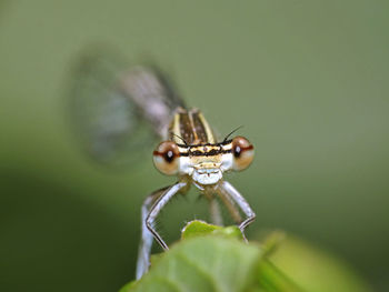 Close-up of damselfly on leaf