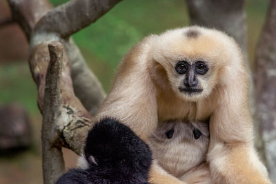 White-cheeked gibbon monkey facing the camera