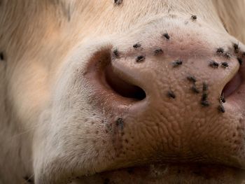 Cow muzzle. annoying flies sit or run on the cow skin. white cow grazing in hot sunny day on meadow