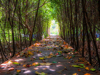 Footpath amidst trees in forest during autumn