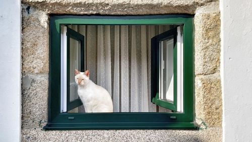 Cat on window sill