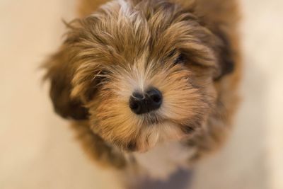 Directly above shot of havanese