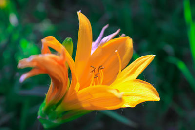 Close-up of orange lily