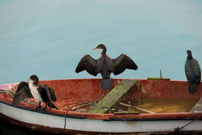 Birds perching on a boat