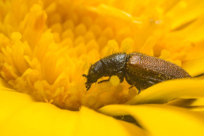 Close-up of insect on yellow flower