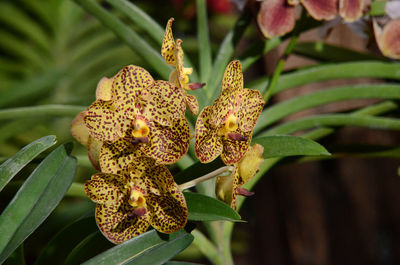 Close-up of flowers blooming outdoors