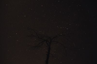 Low angle view of silhouette tree against sky at night