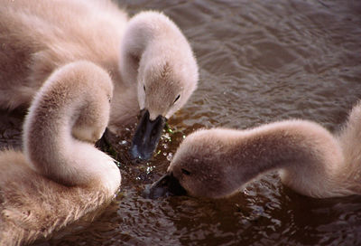 Close-up of swan swimming in lake