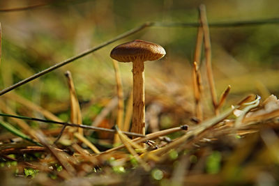 Close-up of mushroom on grass