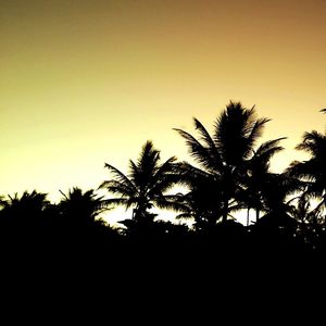 Silhouette palm trees against sky during sunset