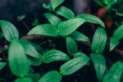 Close-up of green leaves