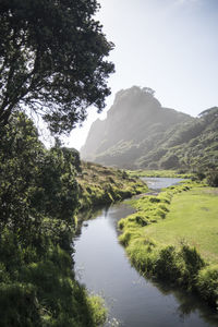 Scenic view of river amidst trees in forest against clear sky