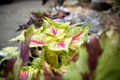 Close-up of green leaves on plant