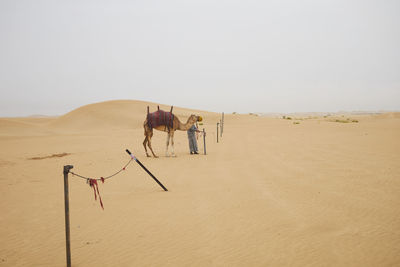 Camels on sand at desert against clear sky