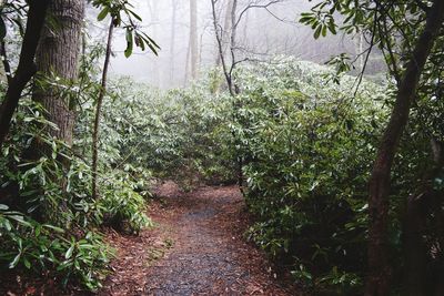 Footpath amidst trees