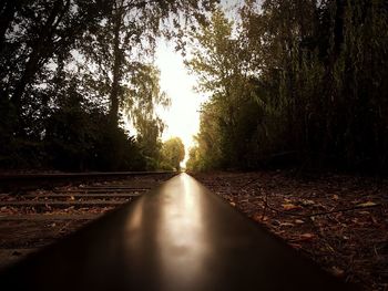 Surface level of road amidst trees in forest