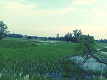 Scenic view of agricultural field against sky