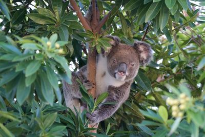 Portrait of a squirrel on tree