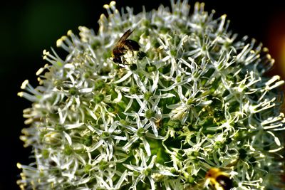 Close-up of bee pollinating on flower