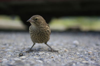 Close-up of bird