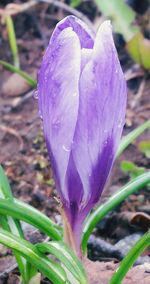 Close-up of purple flowers