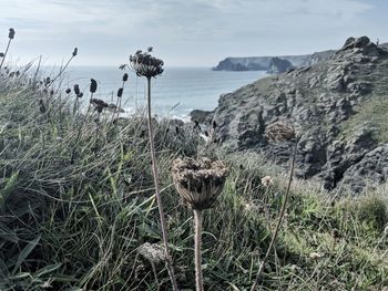 Plants growing at beach against sky