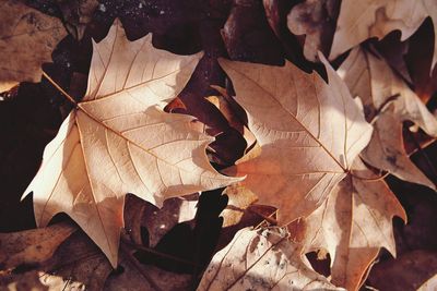 Close-up of dry maple leaves