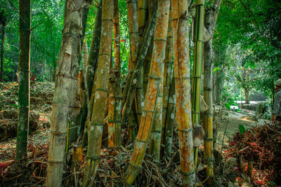 Close-up of bamboo trees in forest
