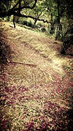 Footpath in a park