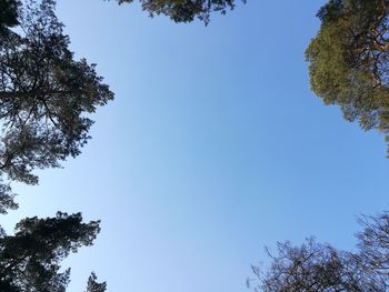 Low angle view of trees against clear blue sky