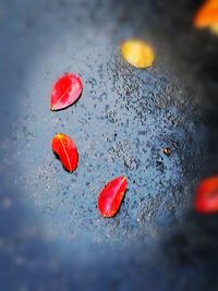 Close-up of wet red leaf