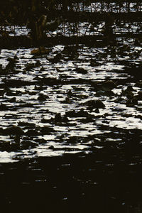 High angle view of leaf floating on water