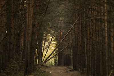 Trees growing in forest