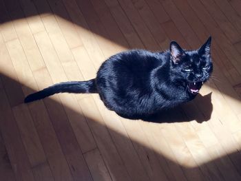 High angle view of cat lying on hardwood floor