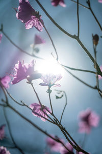 Low angle view of cherry blossoms against sky